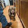 Chocolate Male American Bully 