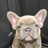 📣Summer Special 📣Lilac Fawn Fluffy Carrier Frenchie Female – Good ticket- Ready now!