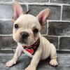 French bulldog puppies for sale, New York  New Jersey