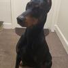 Female Doberman Pinscher 