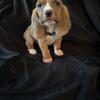 Bassett Hound puppies