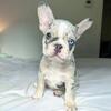 Excellent French Bulldog Pups