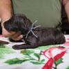 BOYKIN SPANIEL X BRITTANY "Brittkin" pups available!