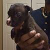 Classic American Bully Puppies for Christmas