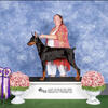 Doberman Stud Service Available Int Champion