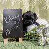 Yorkipoo 