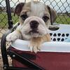 AKC Registered English Bulldogs- Male