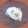 Himalayan Kitten - sisters to cherish