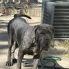 Neapolitan mastiff puppies males available 
