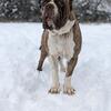 North American Mastiff open for stud REGISTERED