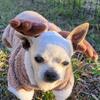 White Female Chihuahua
