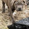 PRICE DROP: Cane corso puppies ready for new forever home! 