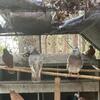 Largest Runt Pigeon Ever!