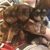 Female Shorkie Puppies