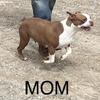 Boston Terrier puppies red and white