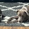 Spayed female Weimaraner mix