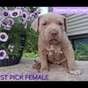 🌟 XL American Bully Puppies for Sale – Elite Bloodlines, Family Raised! 🌟