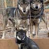 Wolfdog puppies 