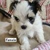 Morkie Puppies