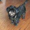 100% Full Bred Virgin Male Shih Tzu