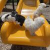 Shih tzu / Lhasa Apso & Maltese pups