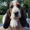 Basset Hound 