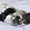 Ckc pomsky puppies 