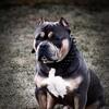 STUD READY ! BLU TRI AMERICAN BULLY !