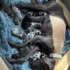 Great Dane Puppies DOB 9/14/25 Ready For New Homes 10/27