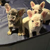 French Bulldog AKC registered 