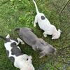 XL Pitbull cross puppies