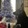 Male 7 month old German shepherd