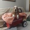 AKC Basset Puppies  available