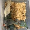 Wholesale babies. Ring necks. Conures more 