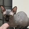 Bambino sphynx cat