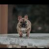 French Bulldog Female **SOLD**