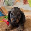 Luca - shaded red long haired male $1999 