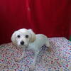 Meet Rob: The Adorable Maltese Puppy Ready to Be Your New Best Friend – Only $1100!