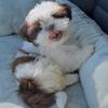 CKC liver and white Shih tzu puppy