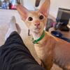 Tica registered proven Peterbald (Intact male) Great breeder! 