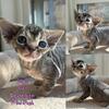 Devon Rex and Minskin kittens