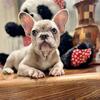 French bulldog pups 