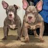 Exotic American Bully