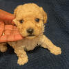 Toy poodle 