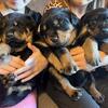 3 female Rottweilers