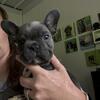 AKC registered French bulldog puppies 
