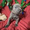 ICCF Registered Cane Corso