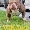 Milkdud open for stud