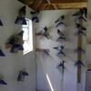 Pigeons for sale: FLYING TIPPLERS, bred for endurance flying competition. 