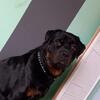 Adult Male Rottweiler - Not Fixed